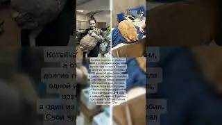 Пермский 17-килограммовый кот Крошик начал худеть.
