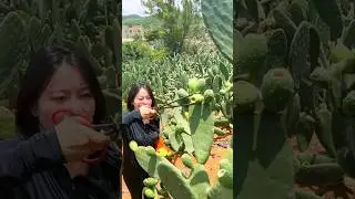 Fresh Pick Cactus Fruits #satisfying #fruit #agriculture