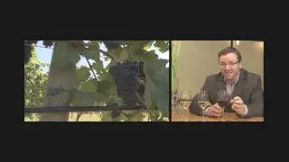 Wine Sense TV - Pinot Noir, Pinot Gris, Pinot Blanc - Wine and Food Pairing