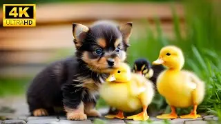 Baby Animals 4K (60FPS) - The Brightly Colorful World Of Small Wild Animals With Relaxing Music