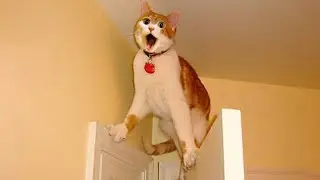 Cant Stop Laughing! Best Funny Cat Videos 2024