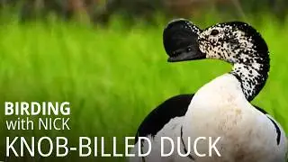 Weird & Wonderful Knob-billed Duck | Sarkidiornis melanotos