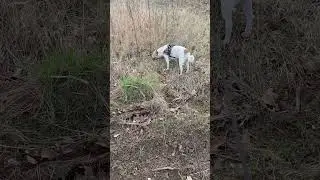Чому собака їсть траву? Він що козел?