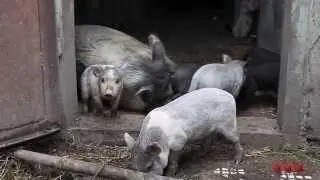 Korean pig with piglets. Feeding.