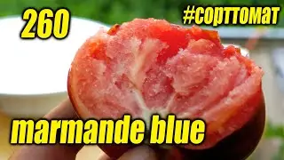 260 marmande blue  видеообзор экзотических томатов #сорттомат