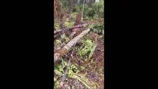 Volcano Mutual Assistance Group work