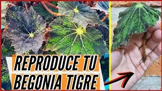 REPRODUCE TU BEGONIA TIGRE / Paso a Paso