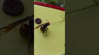 Giant Hornet Rallies Fellow Hornet by pheromones #savethebees