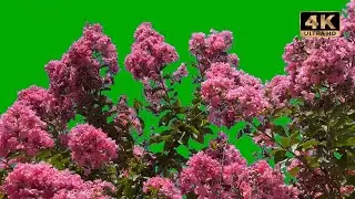 flower tree green screen