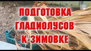 9 ноября 2021 г.  Готовлю гладиолусы к зимовке