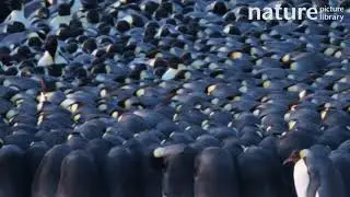 Emperor penguin breeding colony huddling together, Atka Bay, Antarctica, June