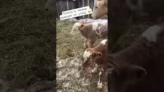 Телята в первые выходят на улицу