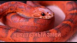 Маисовый полоз как первая змея