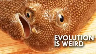 When Evolution Gets Weird