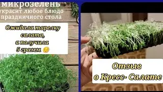 Микрозелень, стоит ли заказывать на WILDBERRIES?/ Выращиваю Кресс-салат/ отзыв.