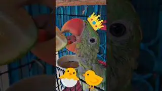 FUNNY 😂🤣 Parrot Talking Smart 🤣#shorts #youtubeshorts #india #vlog #pakistan