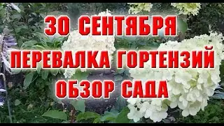 30 сентября.  Перевалила гортензии в новые горшки.  Обзор сада