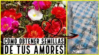 COMO EXTRAER SEMILLAS DE LA PORTULACA | RAYITO DE SOL | AMOR DE UN RATO