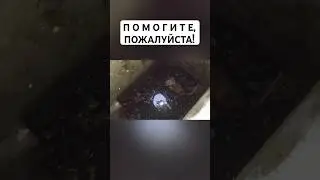 Добро спасет Мир! 