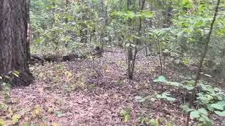 Русская гончая подъем зайца