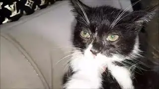 Полицейский котёнок практически здоров  Во двор ко мне подкинули еще одного котёнка