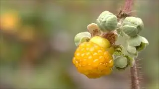 Yellow Himalayan Raspberries  Volcano, Hawaii