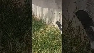 ПТЕНЕЦ СОРОКИ ВЫПАЛ ИЗ ГНЕЗДА ! НЕОБХОДИМО НЕМЕДЛЕННО ПРОВЕСТИ СПАСАТЕЛЬНЫЕ РАБОТЫ !
