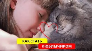 Как КОШКИ выбирают ЛЮБИМОГО человека: Секреты кошачьей привязанности