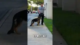 German Shepherd Puppy Attacked by Momma Duck During Training