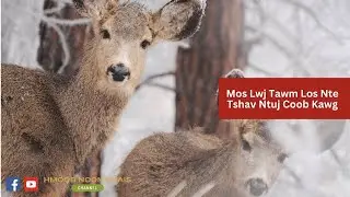 Mos Lwj Tawm Los Nte Tshav Ntuj Coob Kawg (3/20/23) | Deer