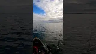 Giant shark jumps at kayak #fishing