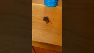 GIANT ROACH IN HOUSE! 