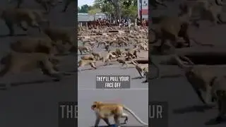 Monkey Stampede in Thailand - Joe Rogan