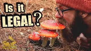 More mushroom foraging MYTHS BUSTED