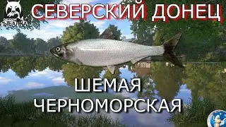 🌟СЕВЕРСКИЙ ДОНЕЦ🌟ШЕМАЯ ЧЕРНОМОРСКАЯ 🌟Русская Рыбалка 4(РР4)🌟