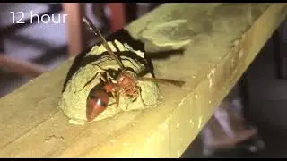 How An insect Wasp makes its mud house. || 24 hour time lapse to 1 minute.