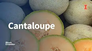 Picking, Preparing, and Storing Cantaloupe