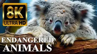 ENDANGERED ANIMALS 8K ULTRA HD with Names and Sounds