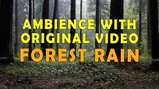 Forest (Woodland) Rain Ambience Sounds with Live Video