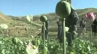 UN: Opium Farming Stable Despite Disease, Anti-Poppy Efforts