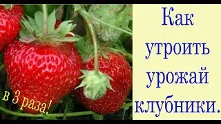 Как утроить урожай клубники. Сад и огород віпуск 227