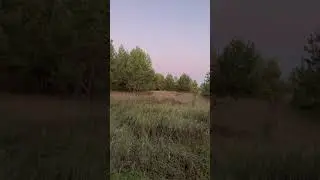 Урочище Селитьба. Заброшенное кладбище. Пензенская область, Кузнецкий район.  7.09.2024