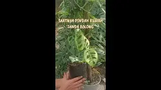 Janda Bolong Pindah Rumah ‼️Repoting Janda Bolong #shorts #jandabolong #aglonema