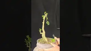bonsai tree #shots #bonsaitree #bonsai