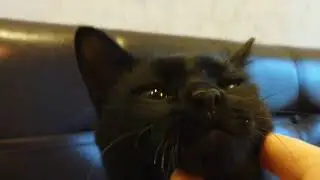 Котенок Бублик обрел дом и дрессирует хозяйку