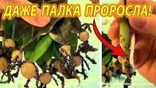 Замиокулькас размножение листом, быстрый рост за два месяца до побегов | flowersecrets