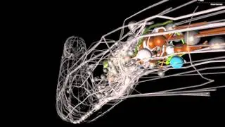OpenWorm: An open-source C. elegans nematode simulation