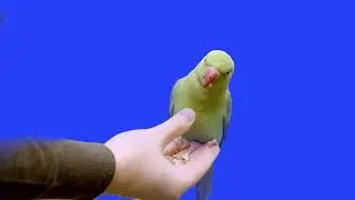 Beautiful birds greenscreen and parrot in the family multipule parrots 4K free