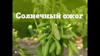 Виноград горит на солнце.