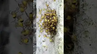 baby spiders